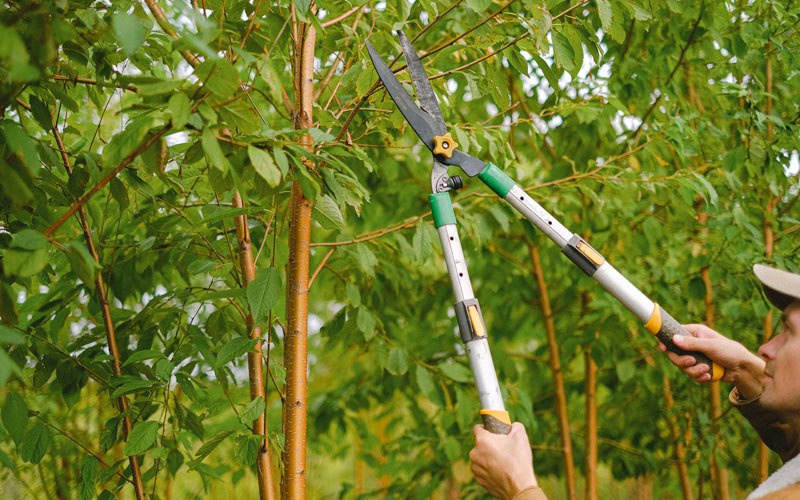 Tree trimming in Mooringsport, LA