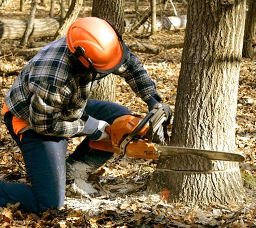 Tree Removal in Mooringsport, LA